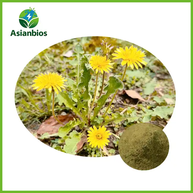 Dandelion Extract Powder